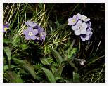 Myosotis alpestris * Alpine Forget-Me-Not - Beinn Ghlas - June 1988 * 4147 x 3270 * (4.68MB)